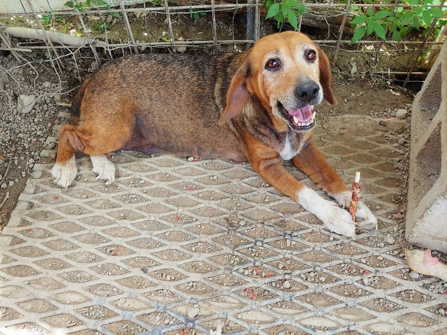 Adotta un cane, femmina, 10 anni  e 4 mesi , Messina