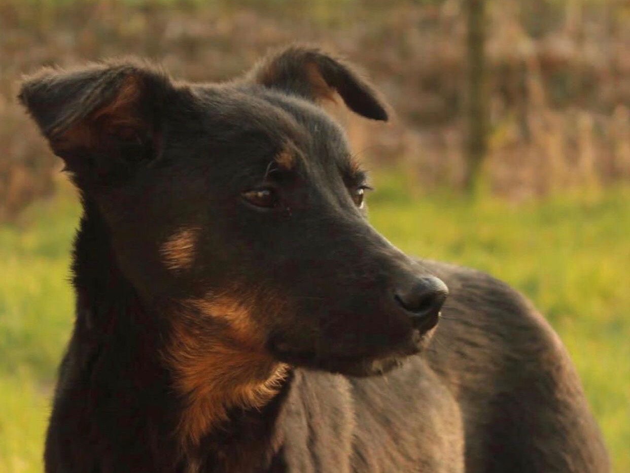 Adotta il cane Sam a Treviso