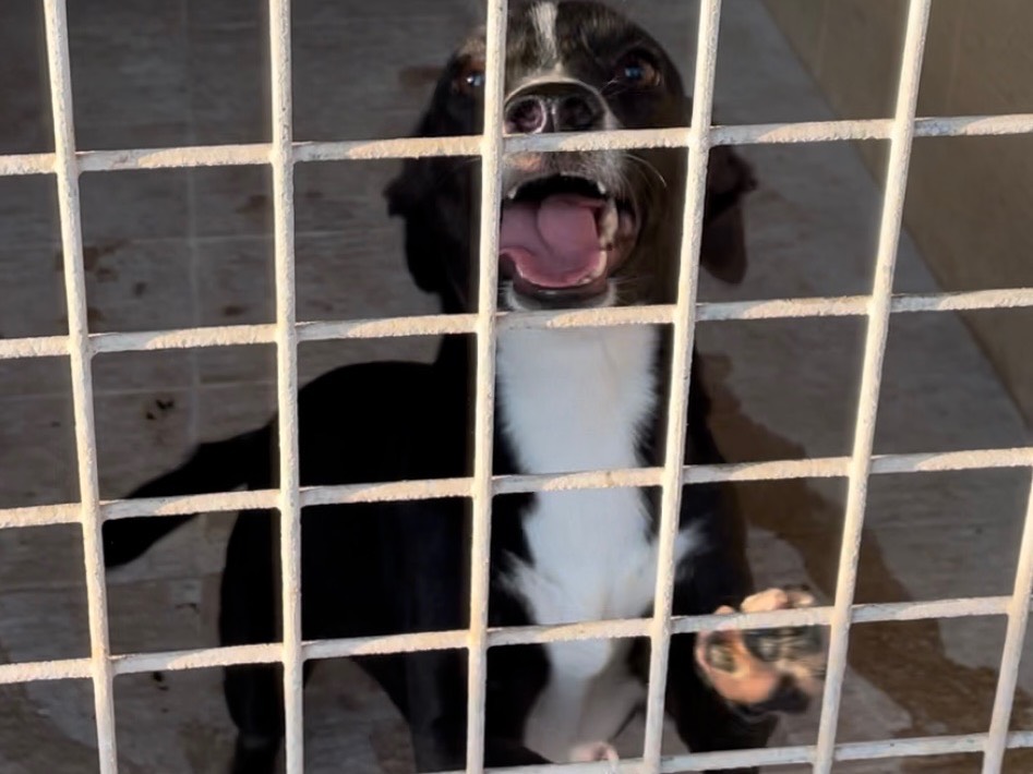 Adotta un cane, femmina, 2 anni e 10 mesi, Firenze