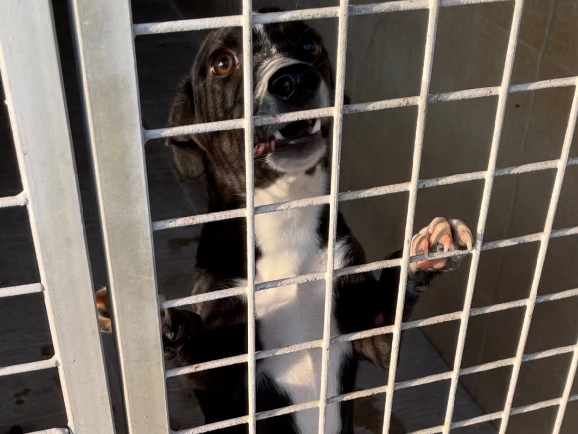 Adotta un cane, taglia piccola, femmina, Firenze