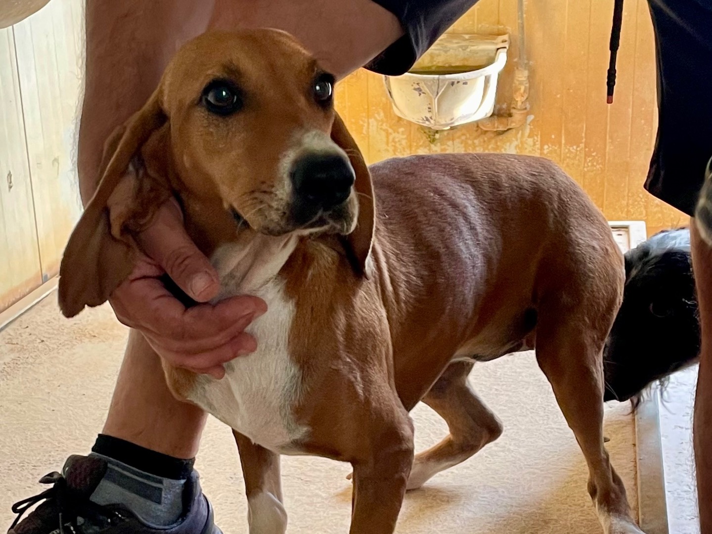 Adozione cane, femmina, Segugio, 3 anni e 9 mesi, taglia media, Firenze