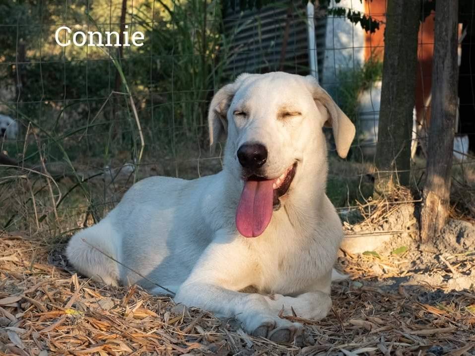 Adotta un cane, femmina, 2 anni  e 6 mesi , Catanzaro