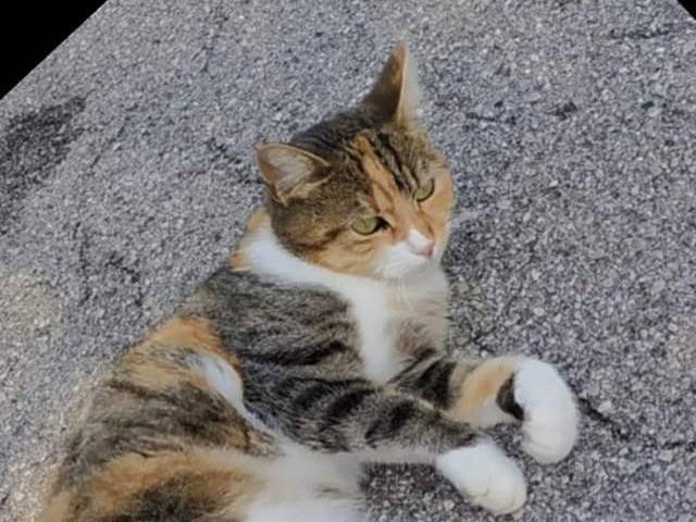 Foto dell'animale