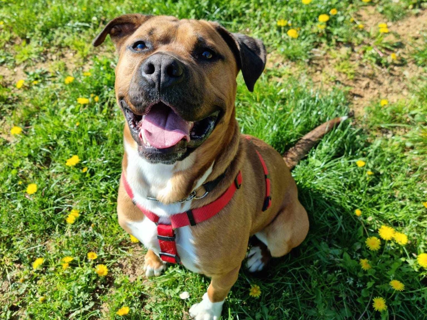 Adozione cane, maschio, Pitbull, 5 anni e 2 mesi, taglia media, Genova