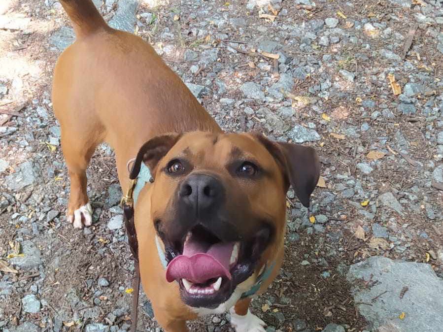 Adotta un cane, taglia media, maschio, Genova