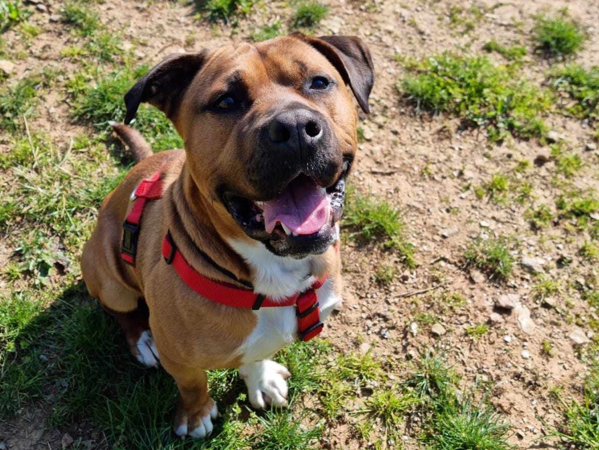 Vuoi adottare un cane a Genova?