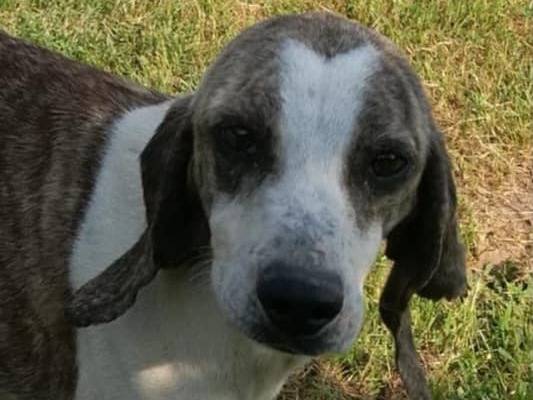 Adotta il cane ANASTASIA  a Terni