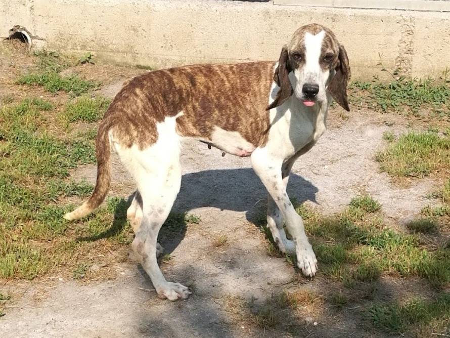 Vuoi adottare un cane a Terni?
