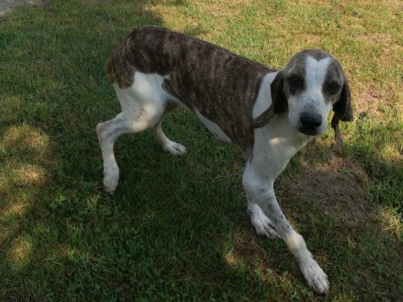 Adotta un cane, femmina, 7 anni  e 2 mesi , Terni