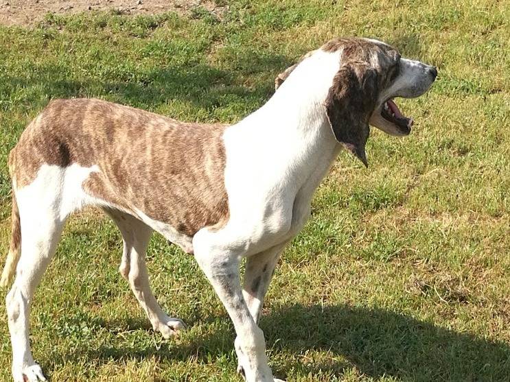 Adozione cane, femmina, meticcio, 7 anni  e 2 mesi , taglia media contenuta, Terni