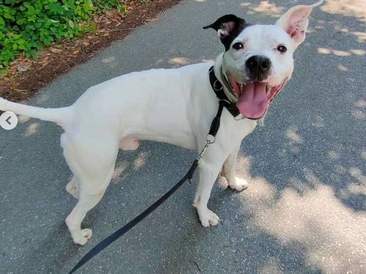 Adotta un cane, maschio, 5 anni , Genova