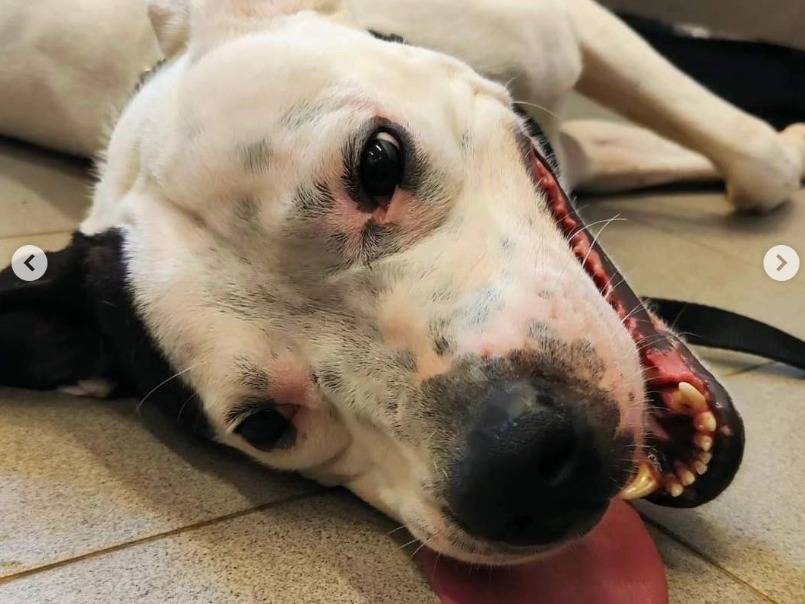 Adotta un cane, taglia media, maschio, Genova