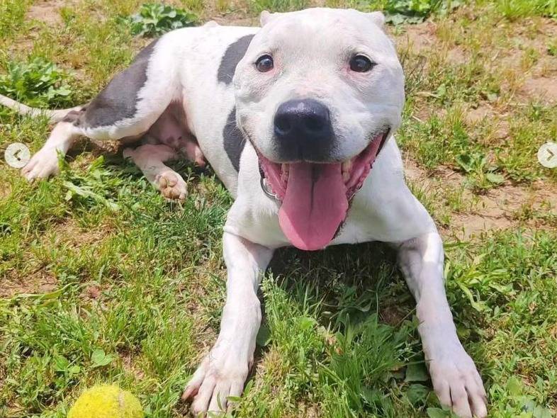Adotta un cane, taglia media, maschio, Genova