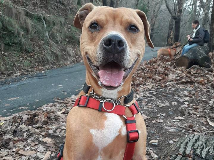 Adozione cane, femmina, meticcio, 8 anni e 11 mesi, taglia media, Genova