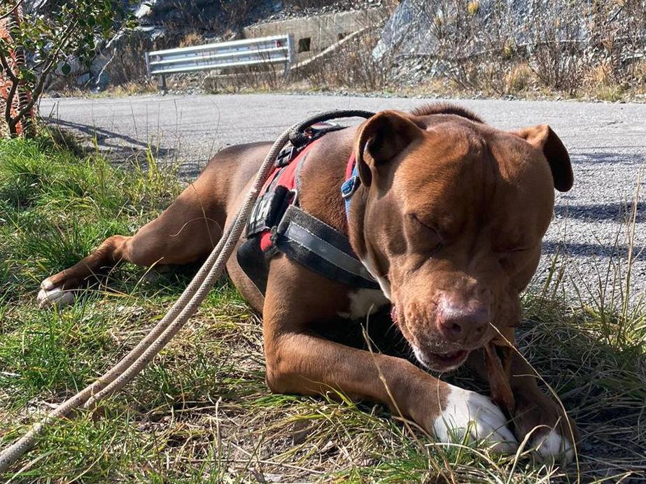 Adotta il cane Raul a Genova