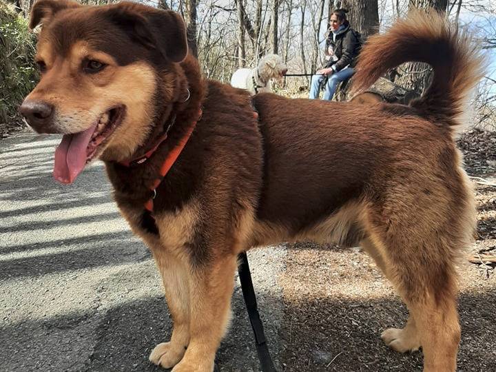 Vuoi adottare un cane a Genova?