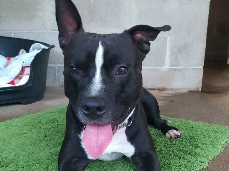 Adozione cane, maschio, Pitbull, 9 anni, taglia media, Genova