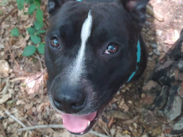 Adotta un cane, taglia media, maschio, Genova