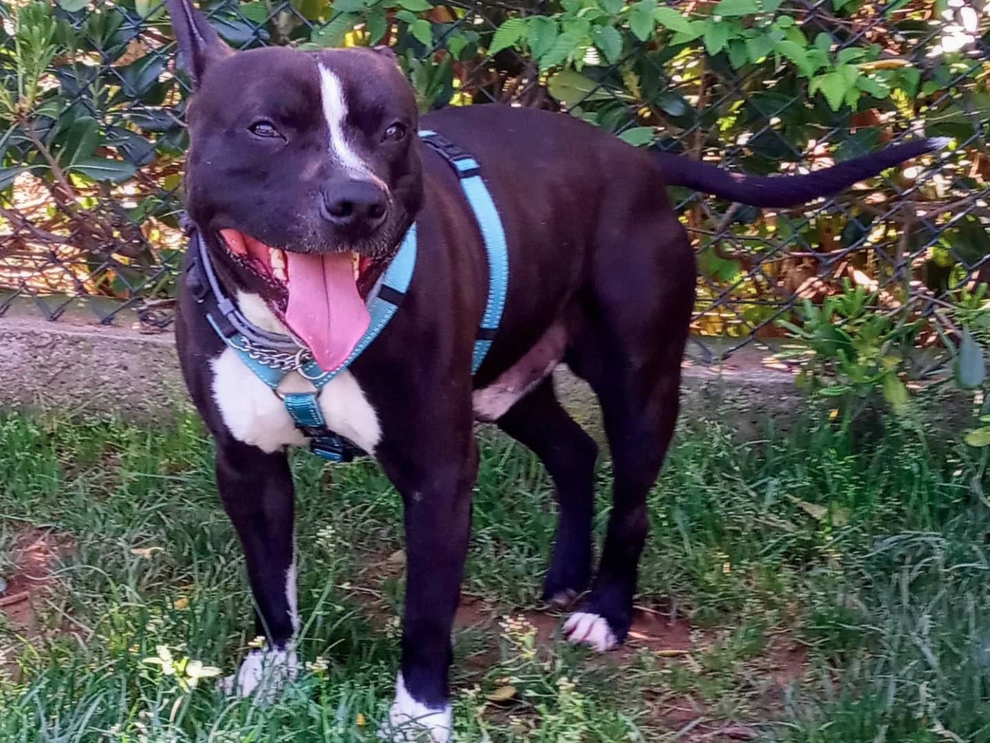 Vuoi adottare un cane a Genova?