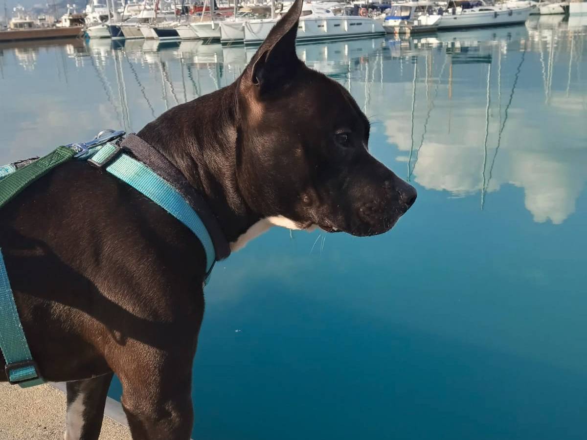 Adotta il cane Rex a Genova