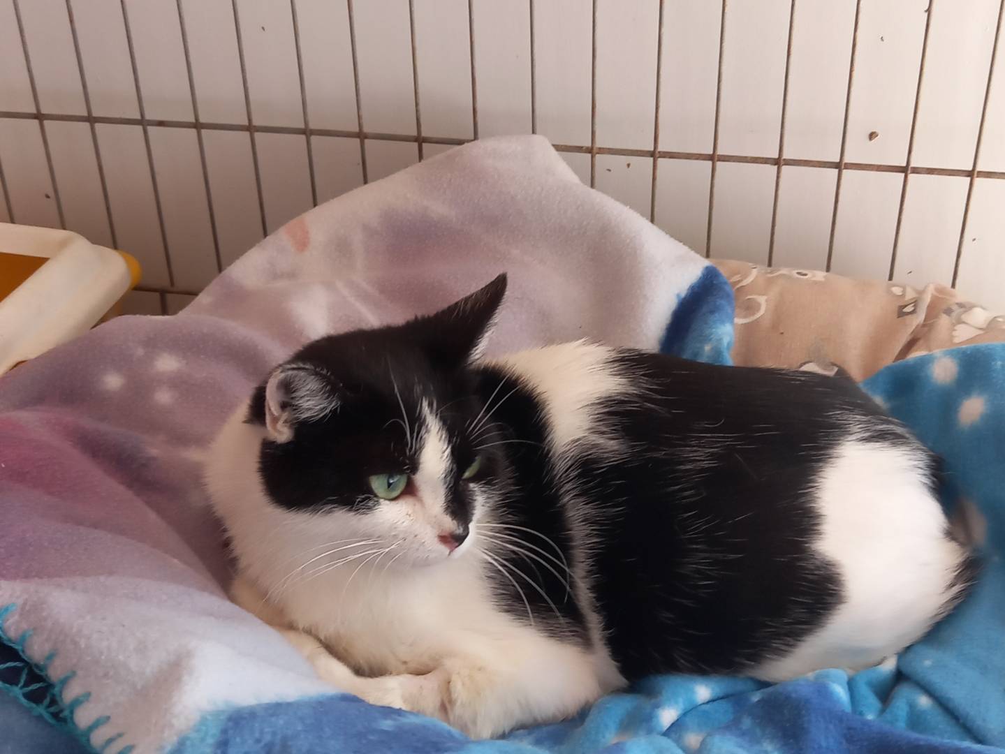 Adotta un gatto, femmina, 4 anni  e 9 mesi , Asti