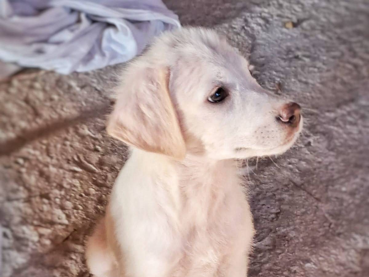 Adotta un cane, maschio, 2 anni e 5 mesi, Crotone