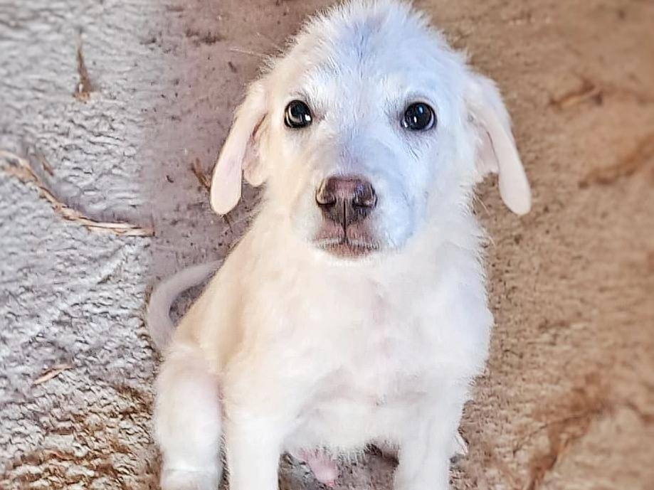 Vuoi adottare un cane a Crotone?