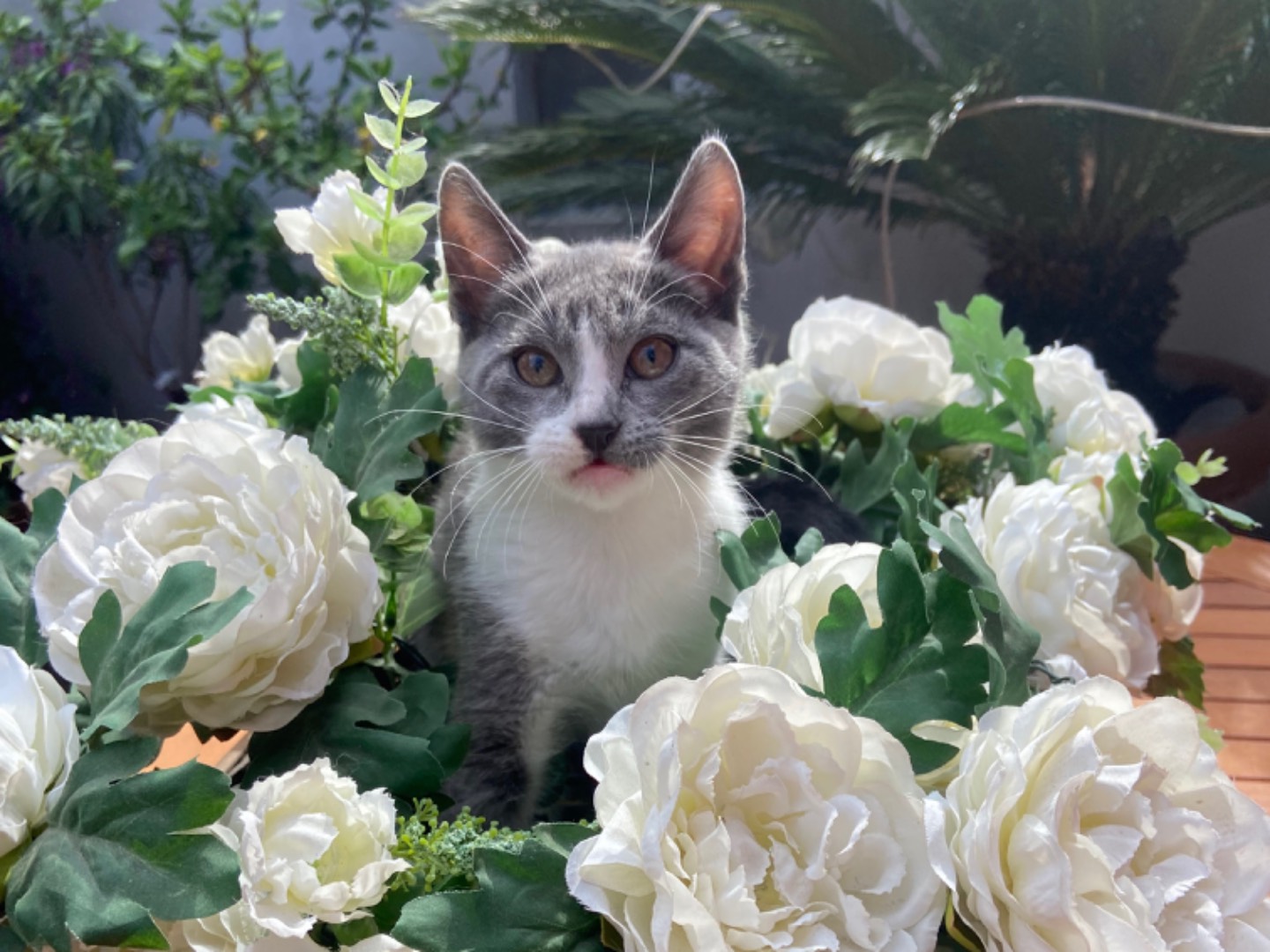 Adozione gatto, femmina, meticcio, 2 anni e 7 mesi, taglia non valida, Roma