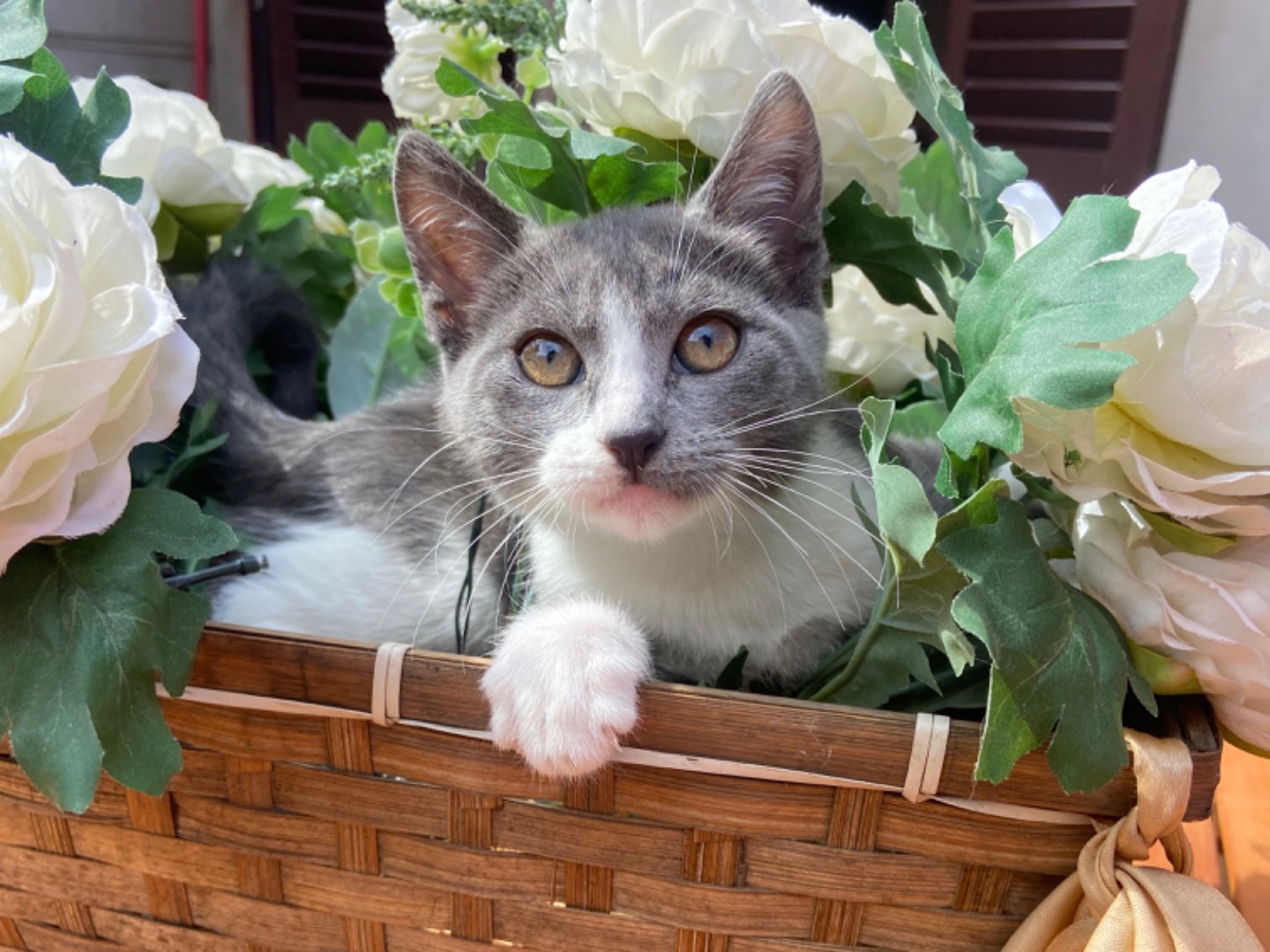 Adotta un gatto, femmina, 1 anno e 7 mesi , Roma