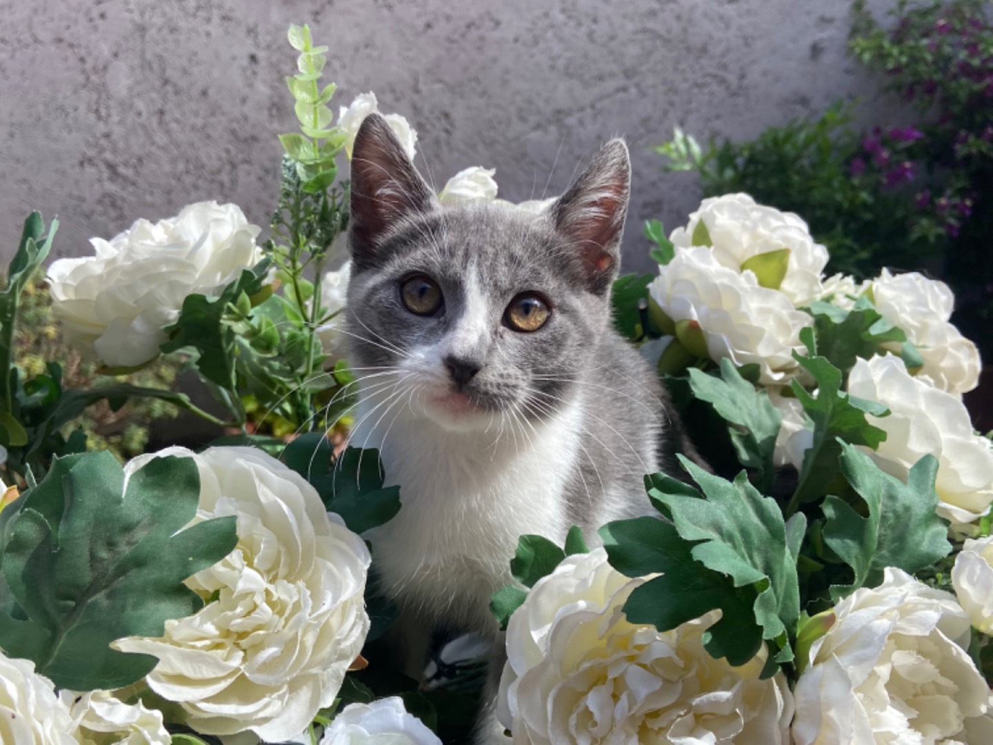 Adotta un gatto, taglia non valido, femmina, Roma