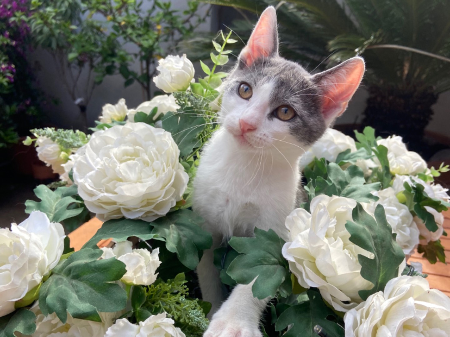 Adozione gatto, maschio, meticcio, 2 anni e 7 mesi, taglia non valida, Roma
