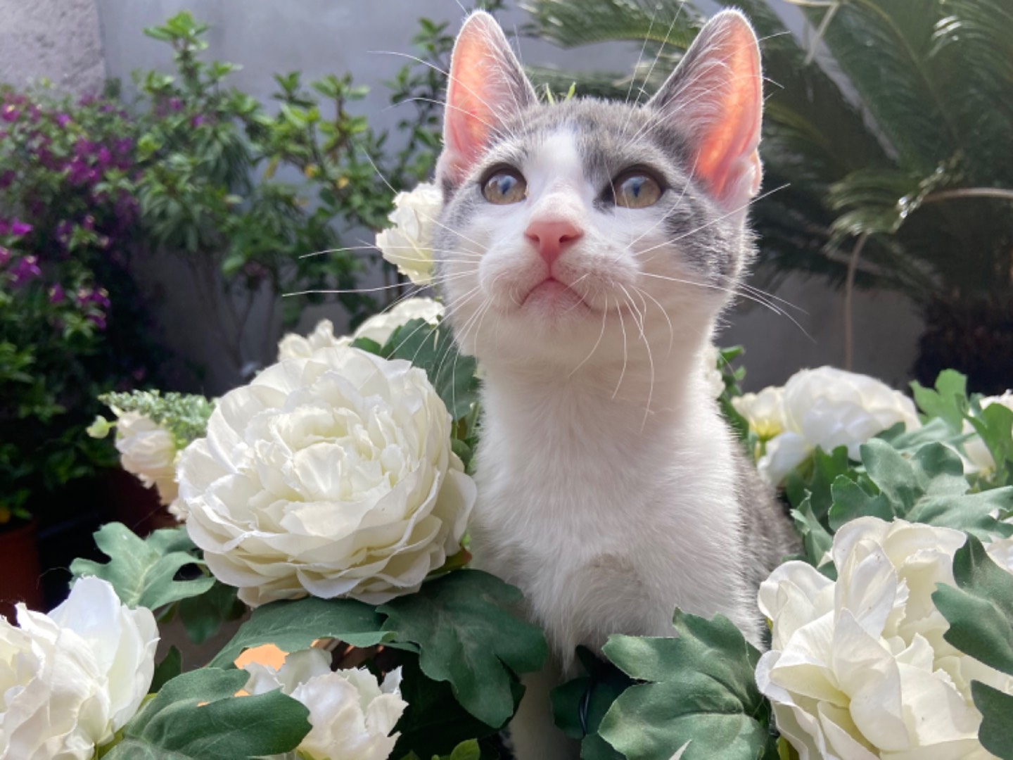 Adotta un gatto, maschio, 2 anni e 7 mesi, Roma