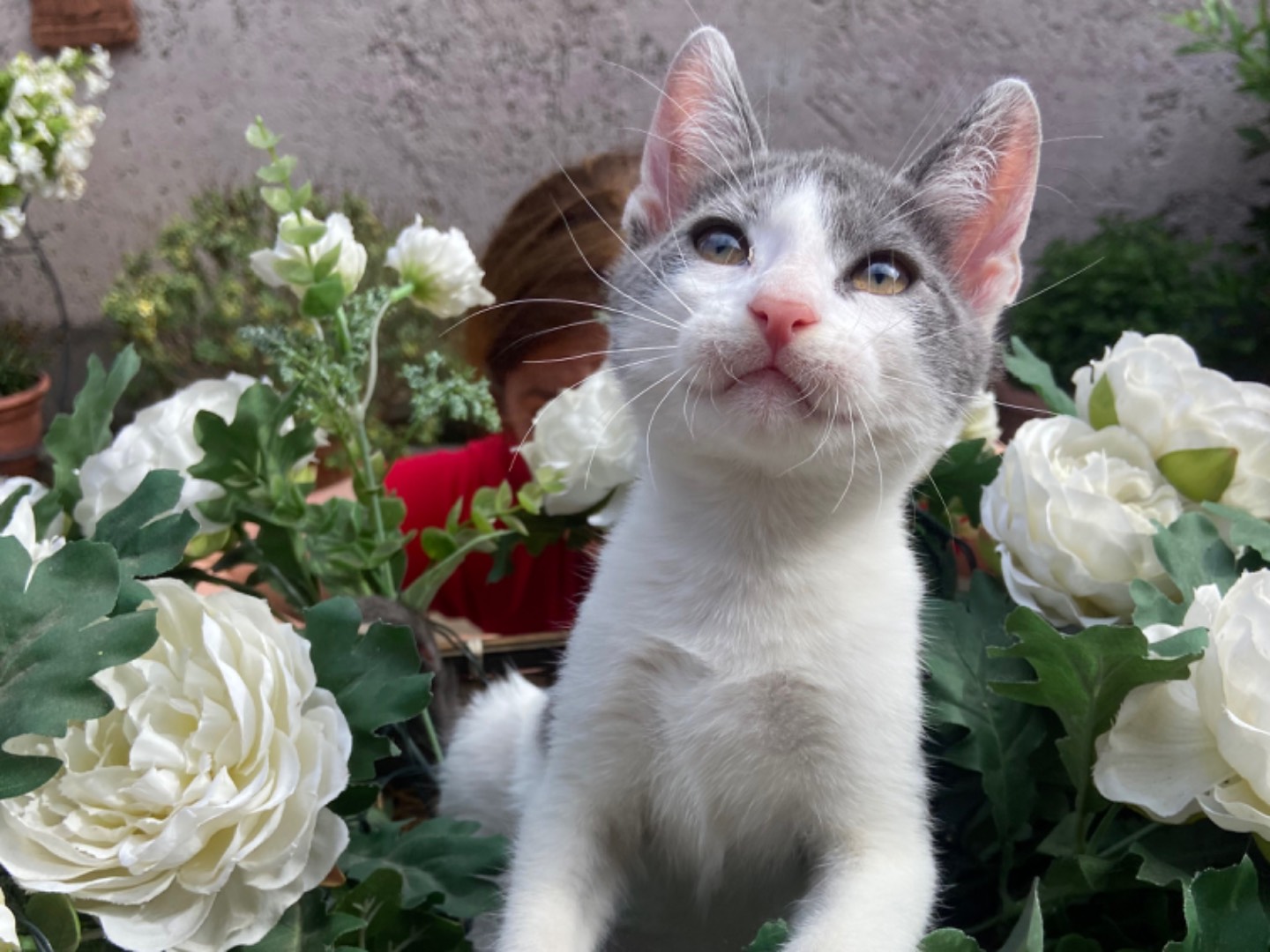 Adotta un gatto, taglia non valida, maschio, Roma