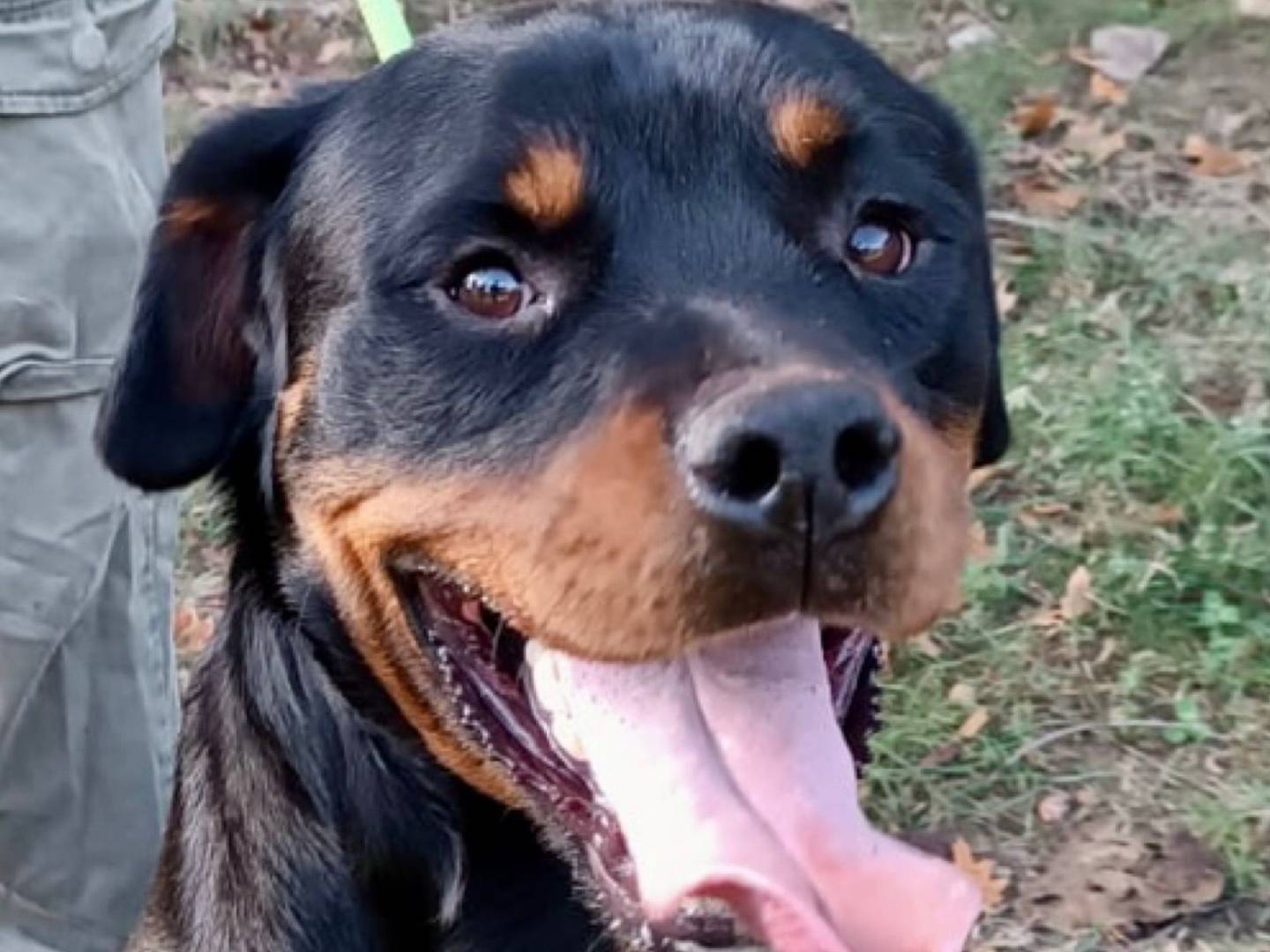 Adozione cane, maschio, Rottweiler, 3 anni e 6 mesi, taglia grande, Pavia