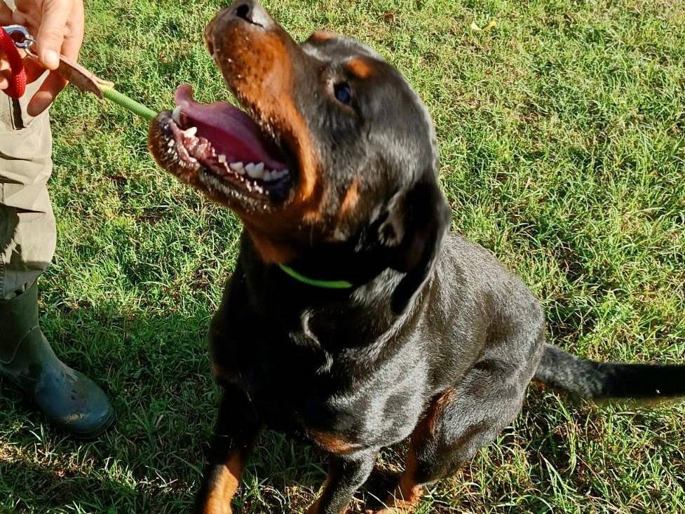 Adotta un cane, taglia grande, maschio, Pavia