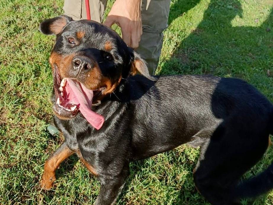 Vuoi adottare un cane a Pavia?