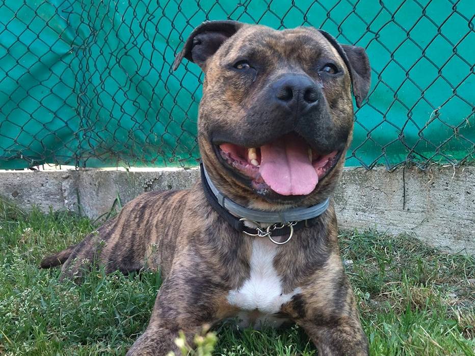 Adotta un cane, taglia grande, maschio, Genova