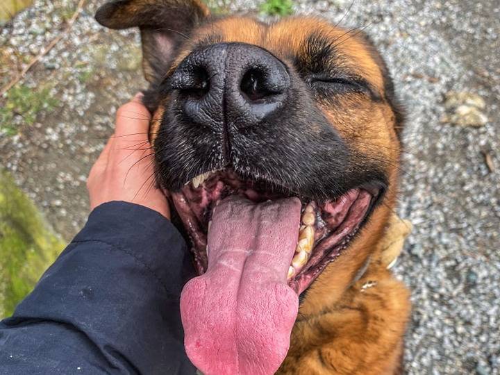 Adotta un cane, maschio, 7 anni  e 7 mesi , Genova