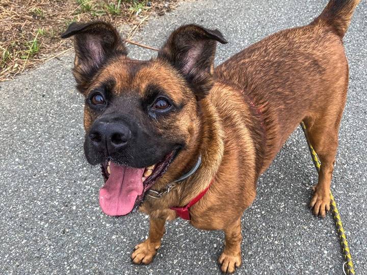 Adotta un cane, taglia grande, maschio, Genova