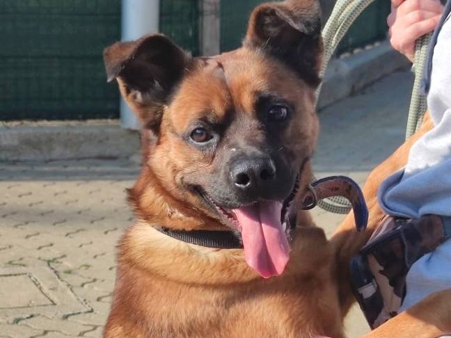 Vuoi adottare un cane a Genova?