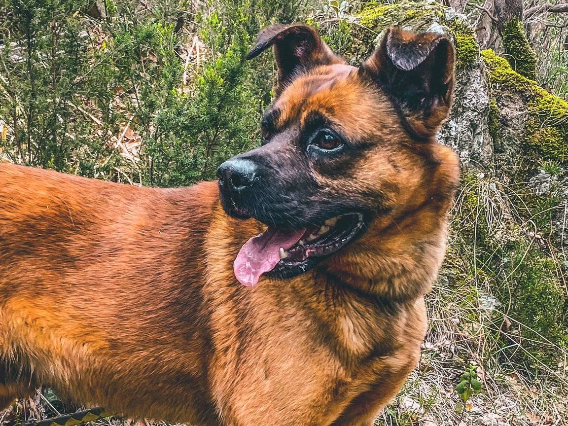 Adotta il cane Akamaru a Genova