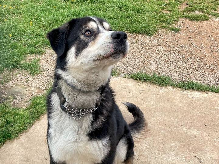 Adotta un cane, maschio, 6 anni  e 2 mesi , Genova