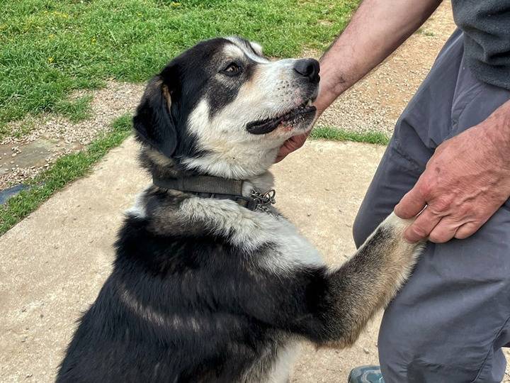 Adotta un cane, taglia grande, maschio, Genova