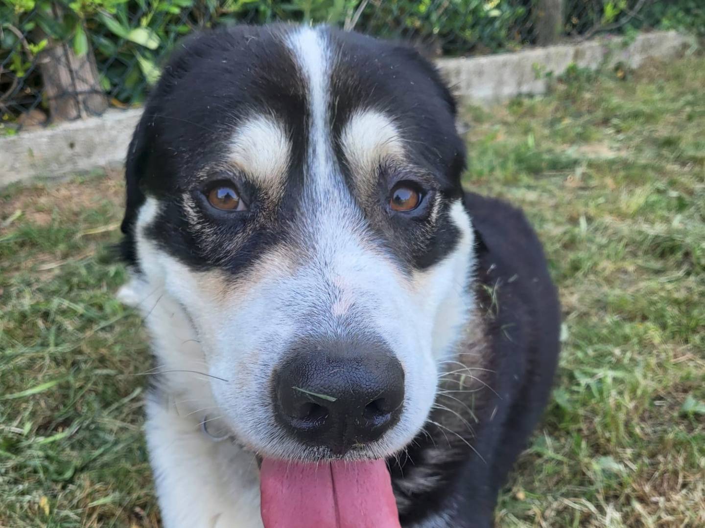 Vuoi adottare un cane a Genova?