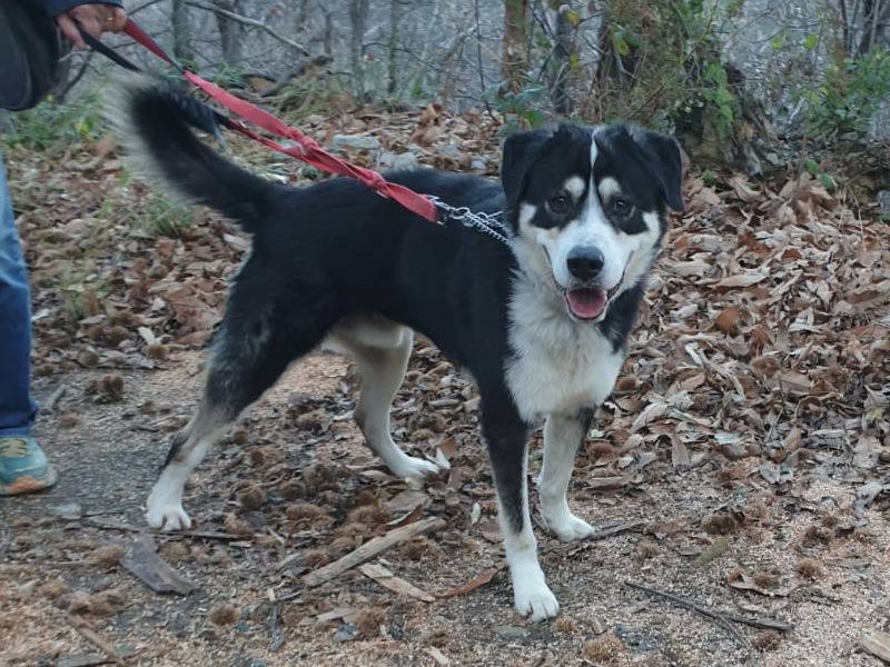 Adotta il cane Aragon a Genova