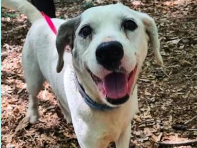 Adotta un cane, maschio, 13 anni  e 11 mesi , Genova