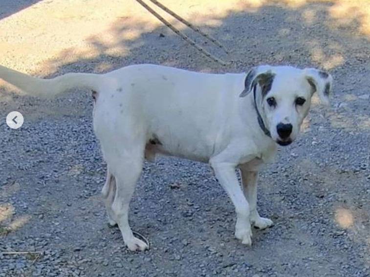 Adotta un cane, taglia media contenuta, maschio, Genova