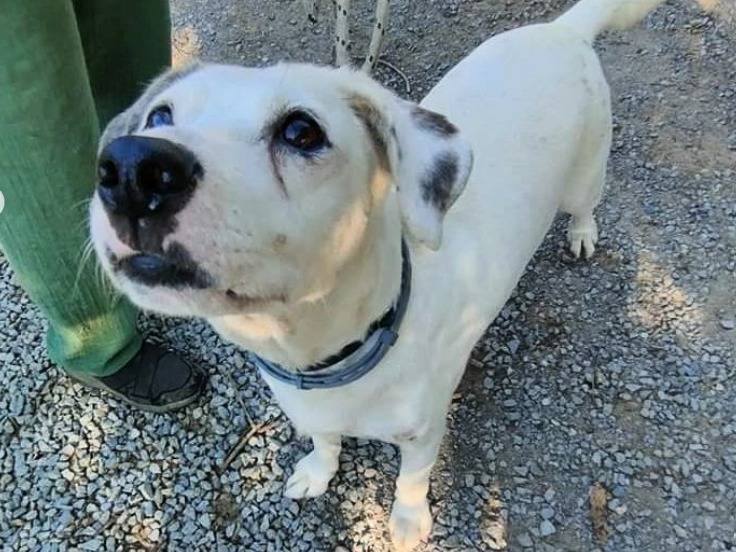 Vuoi adottare un cane a Genova?