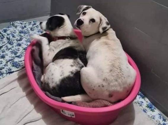 Adotta il cane Shonny a Genova