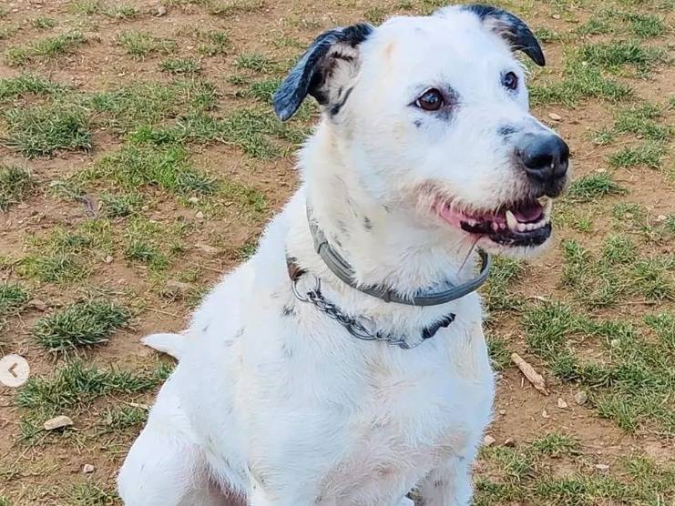 Vuoi adottare un cane a Genova?